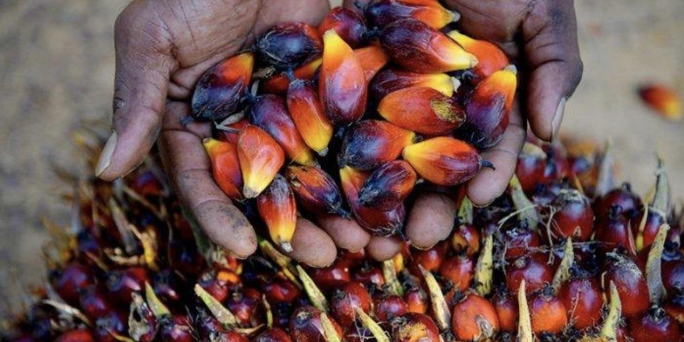 BPS: Ekspor CPO dan Turunannya Naik di Januari-Mei 2025